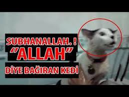 Subhanallah Allah Diye Bagiran 10 Hayvan Youtube Hayvan Allah Youtube
