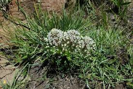 Image result for Schizocarphus nervosus