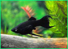 Panduan Lengkap Perawatan Ikan Molly Ekor9 Com Ekor9 Com