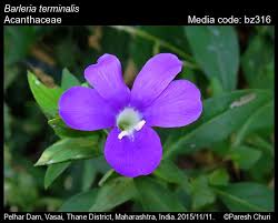 Image result for Barleria eylesii