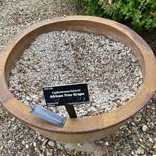 Image result for Cyphostemma barbosae