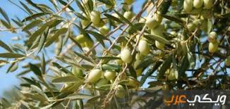 يقول فقهاء تفسير الأحلام، أنه إذا رأت الفتاة العزباء في منامها الجاموسة دل ذلك على أنها سوف تتزوج عن. Ù…Ø§ Ù‡Ùˆ ØªÙØ³ÙŠØ± Ø±Ø¤ÙŠØ© Ø§Ù„Ø²ÙŠØªÙˆÙ† ÙÙŠ Ø§Ù„Ù…Ù†Ø§Ù… ÙˆÙŠÙƒÙŠ Ø¹Ø±Ø¨