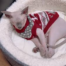 スフィンクス 毛 が 生え た