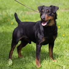Pin On German Hunting Terrier