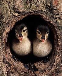 صور بط معلومات وصور جميلة جدا عن البط Animals Cute Animals Baby Animals