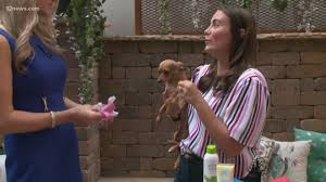 Maybe you would like to learn more about one of these? Free Pet Adoption During 2 Day Empty The Shelters Event 12news Com
