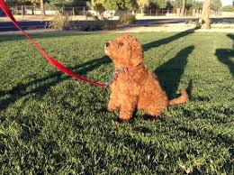 Check spelling or type a new query. Rare Red Goldendoodle Puppies For Sale In Glendale Arizona Classified Americanlisted Com