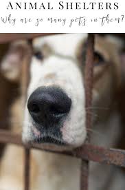 Animal Shelter Why Are So Many Animals In Shelters Animal Shelter Pets Dog Classes