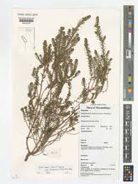 Image result for Erica mannii