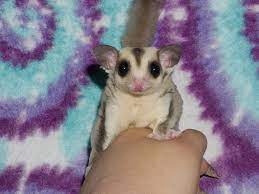 Here is a simple explanation: Buy Platinum Sugar Gliders Available