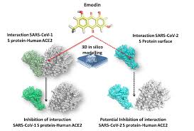 From here, you can use your amplified gene of interest to model downstream procedures. Applied Sciences Free Full Text Preventing The Interaction Between Coronaviruses Spike Protein And Angiotensin I Converting Enzyme 2 An In Silico Mechanistic Case Study On Emodin As A Potential Model Compound