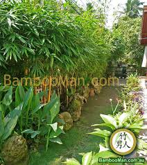 You will also need to plant responsibly when suitable plants for screening can include hedging shrubs, trees or grasses and bamboos , depending on the level of formality, and the height and. Bamboo Plants For Hedging Fence Screening Bambooman
