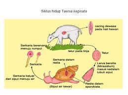 Artinya, dengan gerakan zerowaste, masyarakat kota bisa mengurangi paling tidak ½ dari sampah setiap harinya. Bab 9 Dunia Hewan Bab Ix Dunia Hewan Ppt Download