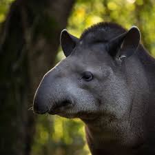 Image result for tapir