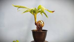 Bonsai kelapa sudah cukup banyak diterapkan oleh ahlinya, seperti penjual tanaman hias ataupun petani dan pekebun. 6 Langkah Buat Bonsai Kelapa Diy Propertyguru Malaysia