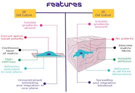 Cultlab3d is specialized in automating the process of 3d digitization of cultural heritage artifacts. 3d Hydrogel Operative Neurosurgery