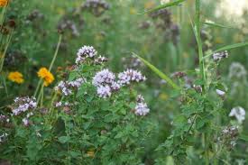 Soll ihr garten eine oase für wildbienen, schmetterlinge, singvögel und andere nützliche oder schön anzusehende gäste werden? Nabu Gartentipp Eine Wildblumenwiese Anlegen