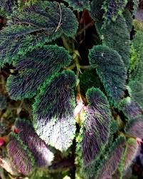 Image result for Begoniaceae