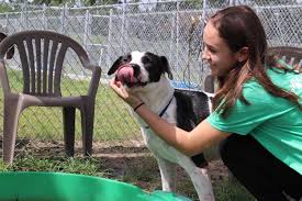 If you are interested in partnering with dallas pets alive! Montgomery County Animal Shelter Looks To Increase Adoptions With Clear The Shelters Event Community Impact