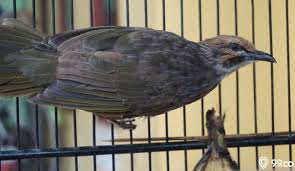 Manfaat memelihara burung peliharaan di rumah. 10 Jenis Burung Kicau Yang Miliki Wujud Rupawan Suaranya Merdu