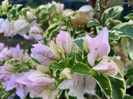 Ada banyak tempat wisata yang mungkin tidak bisa kamu kunjungi di musim hujan sehingga sebaiknya kamu berkunjung pada musim kemarau (pertengahan tahun). Eva Mauvie Chiang Mai Batik Cralls Garden Bougainvillea Facebook