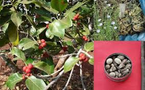 Image result for Schlechterina mitostemmatoides