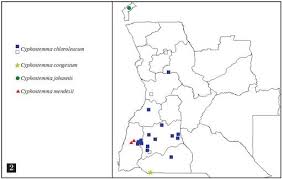 Image result for Cyphostemma wittei