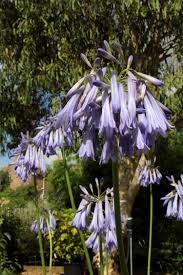 Image result for Agapanthus inapertus
