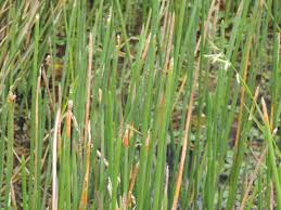 Image result for Eleocharis naumanniana