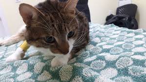 Articles about surgery in cats. Week 1 My Cat S Recovery After A Double Cystotomy Pu Surgery Our Detailed Account Suggestions For Care Post Surgery