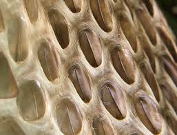 Snakeskin leather cobra snake skin tanned hide burmese python print lime. Nature Curiosity Why Do Snakes Shed Their Skin Forest Preserve District Of Will County