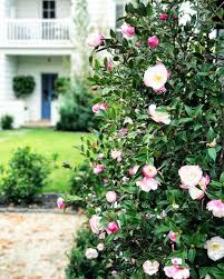 Kate Walker Design On Instagram One Of My Favourite Blooms Paradise Blush Camellia My Whole Hedge Is Blooming Indoor Flowering Plants Hedges Camellia