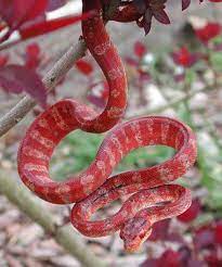 Red Snake Corn Snake Amazing Animal Pictures Reptiles