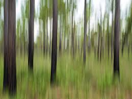 This beautiful gem of a park is located approximately half way between jacksonville, fl and gainesville, fl. Long Leaf Pines In Motion At Mike Roess Gold Head Branch State Park Florida Photograph By Dawna Moore Photography