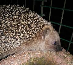 Schaut Mal Wen Ich Gerade Im Garten Getroffen Hab Cool Handyfoto Igel Kein Ogpu Pun Schlechtes Sind