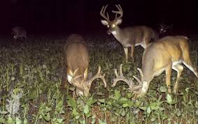 gps reveals early season buck movement patterns qdma