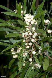 Image result for Acacia melanoxylon