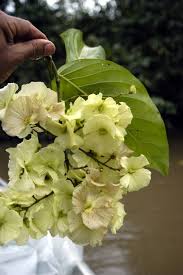 Image result for Anadelphia