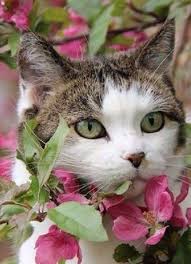 ما أحلى القطط بكل أنواعها animals cats