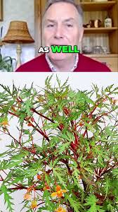 Image result for Begonia sutherlandii