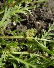 Image result for Coronopus integrifolius