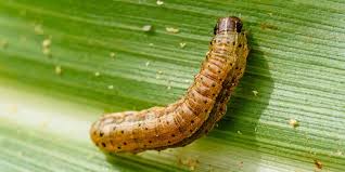 Galleries for many other parts of the world are being added including north america, the united states and canada, africa and asia. Caterpillar Grown Flu Vaccine Protects Better Than Egg Incubated Vaccine