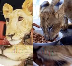 Born 13 february 1994), also known simply as memphis, is a dutch professional footballer who plays as a forward for ligue 1 club lyon and the netherlands national team. How Instagram Celebrities Promote Dubai S Underground Animal Trade Bellingcat