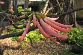 Image result for Erythrina sacleuxii