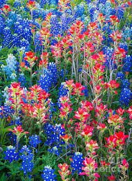 Beautiful Field Fleurs Colorees Fleurs Nature Belles Fleurs