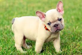 Puppyfinder.com is your source for finding an ideal french bulldog puppy for sale near los angeles, california, usa area. Lilac Sable Color Frenchies Tomkings Kennel