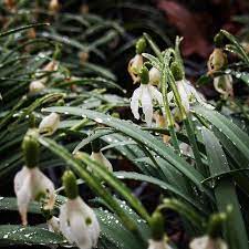 Snowdrops Galanthus Dunedin Botanic Garden Dunedin New Zealand Garden Rain Raindrops Nature Newzealand Dune Instagram Botanical Gardens About Me Blog