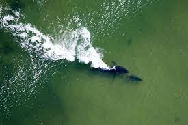 Jun 15, 2015 · attacks on surfers and swimmers are most common in 6 to 10 feet of water, according to the museum. White Sharks Are Here To Stay In New England The Brink Boston University