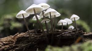Pin On Fungus Among Us