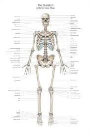 4 lower end presents a tubercle on the posterior surface. Full Size Skeleton Anterior View With Labelling Medical Stock Images Company